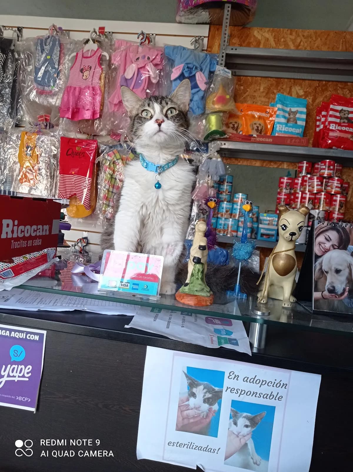 Veterinaria Santos Cachorros