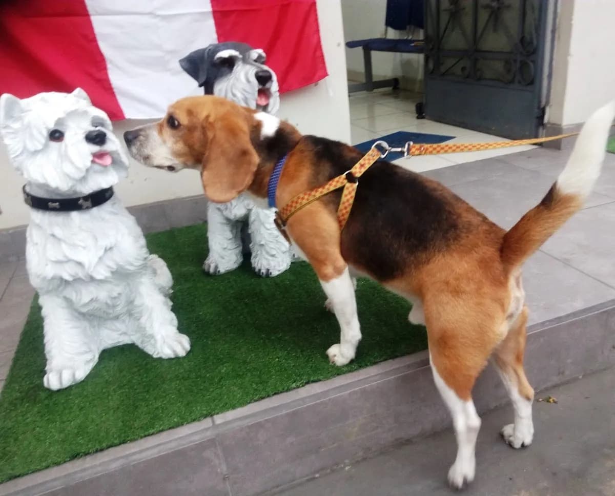Veterinaria Star Pets Clivet