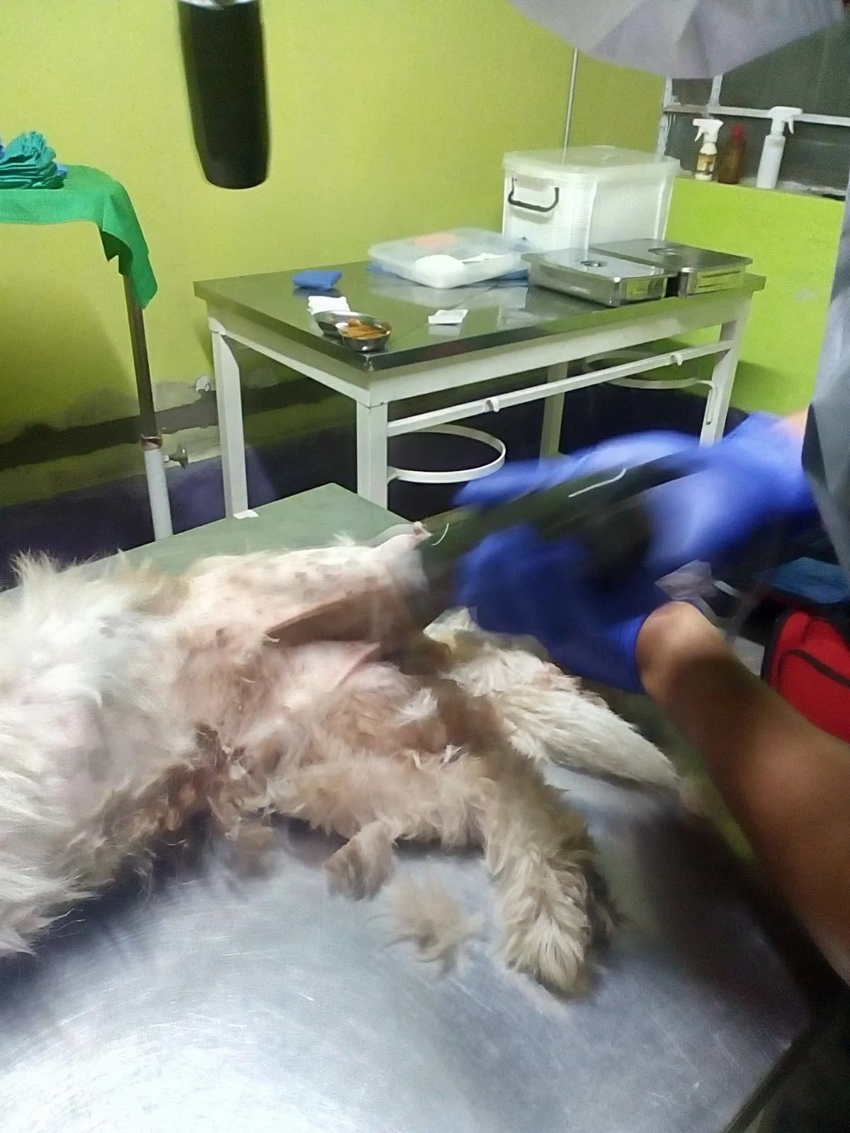 Veterinaria Consentidos - Los Olivos