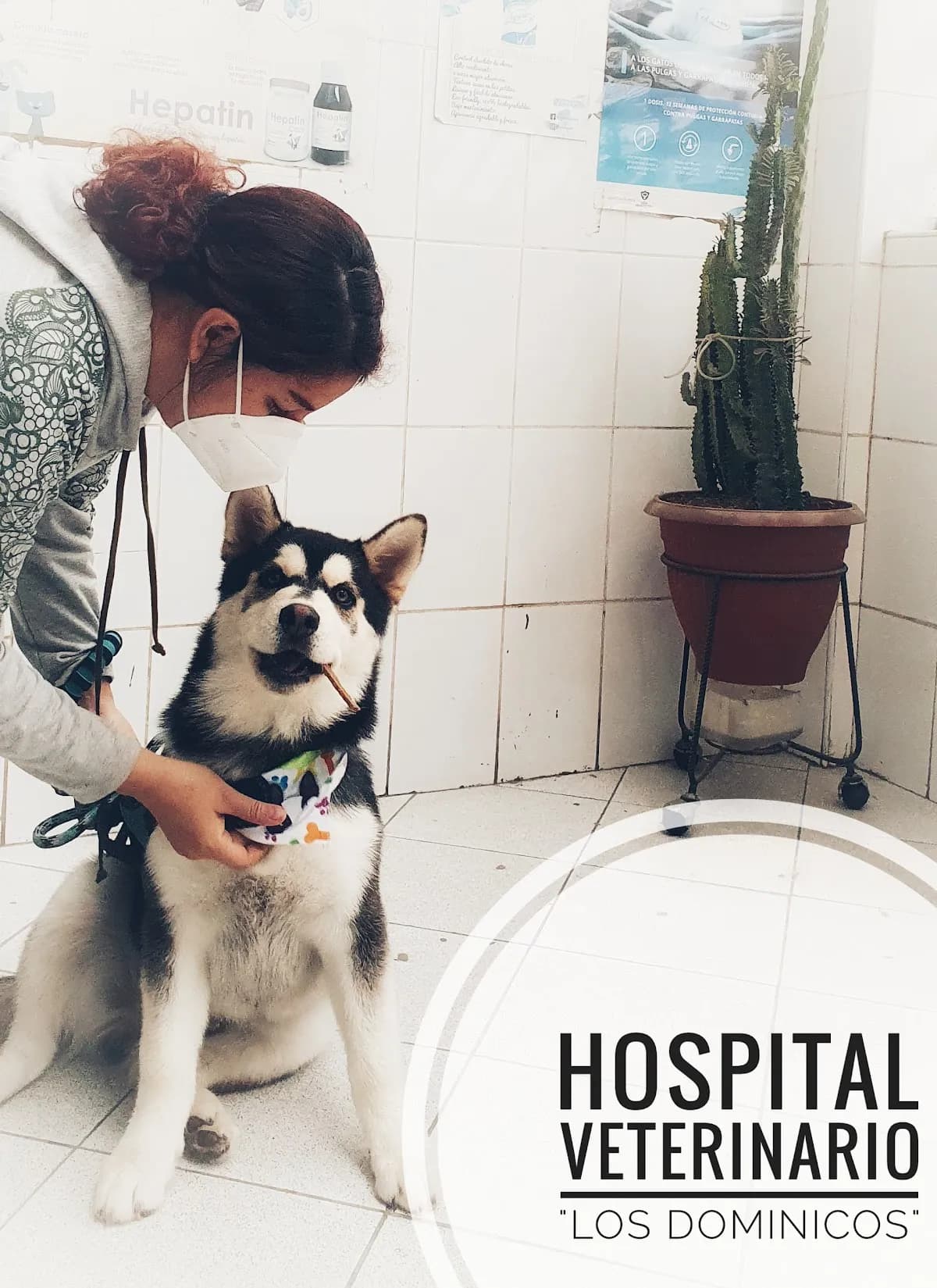 Hospital Veterinario Los Dominicos - Odontología Veterinaria y Medicina felina
