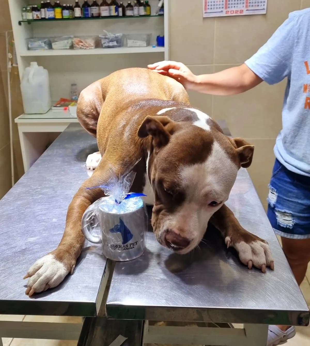 Veterinaria Posta Canina