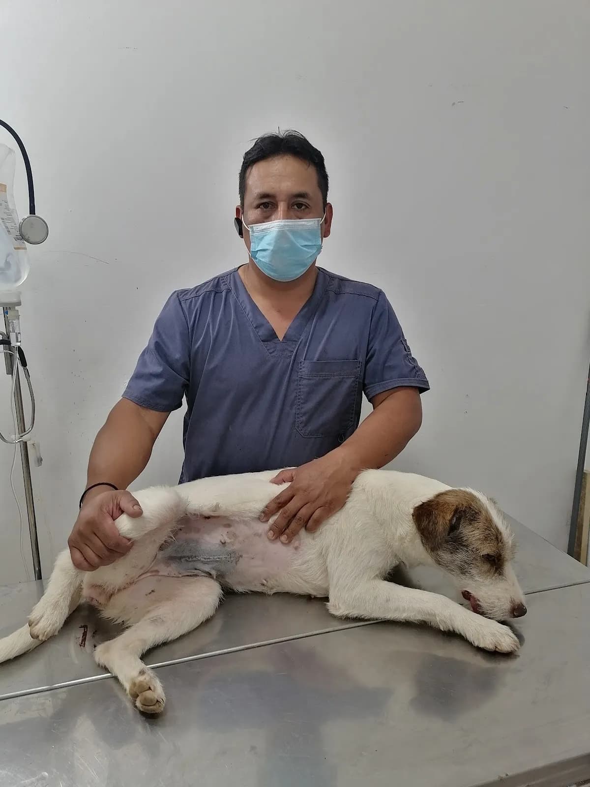 Clínica Veterinaria & Spa Scooby-Doo