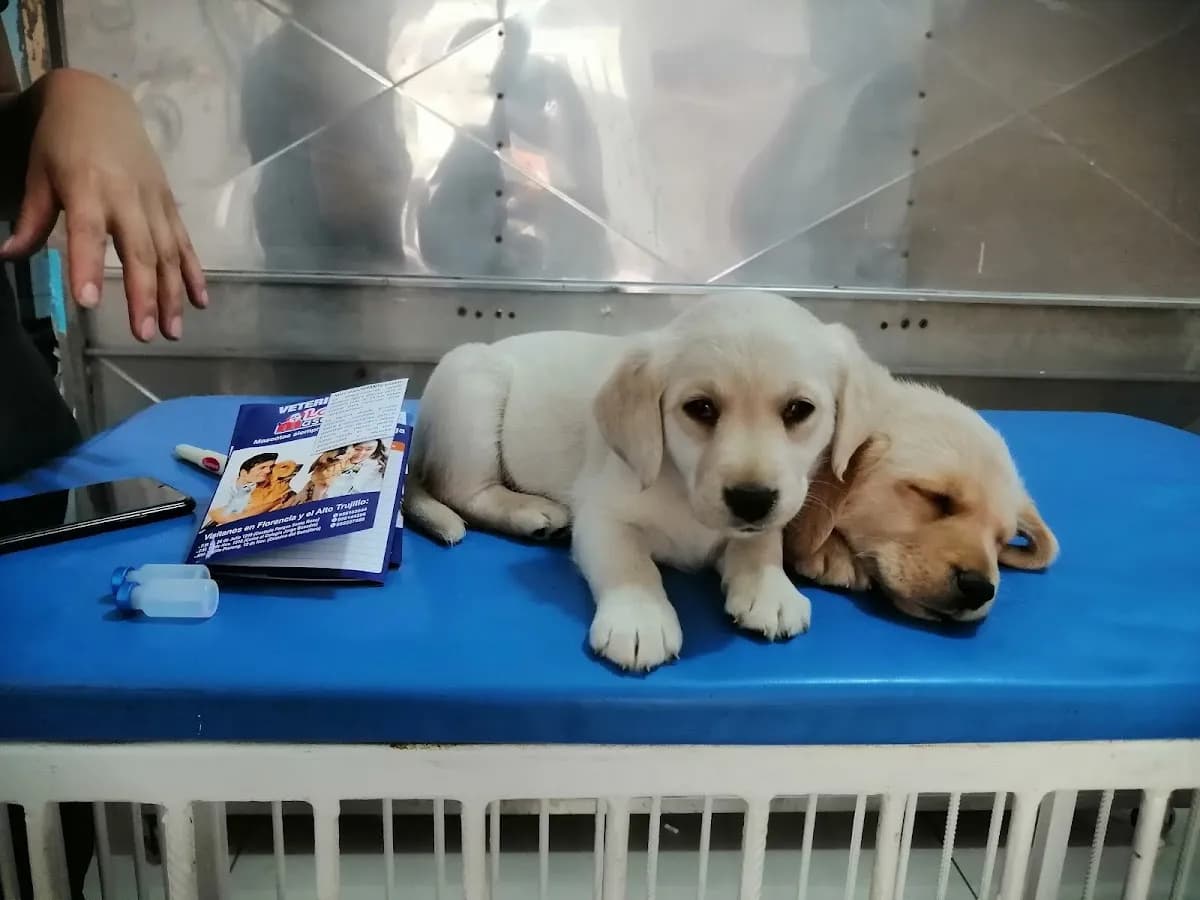 Veterinaria Love Mascotas