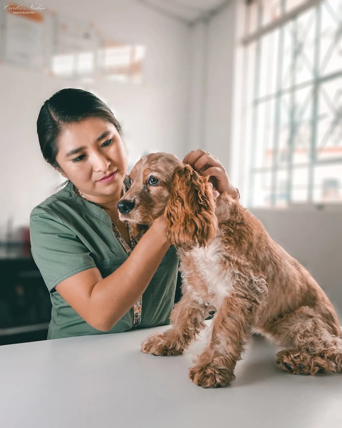 Centro Veterinario " Entre Perros y Gatos"