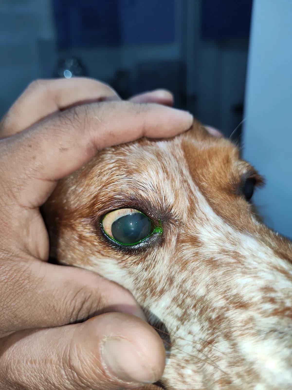 Optican veterinaria