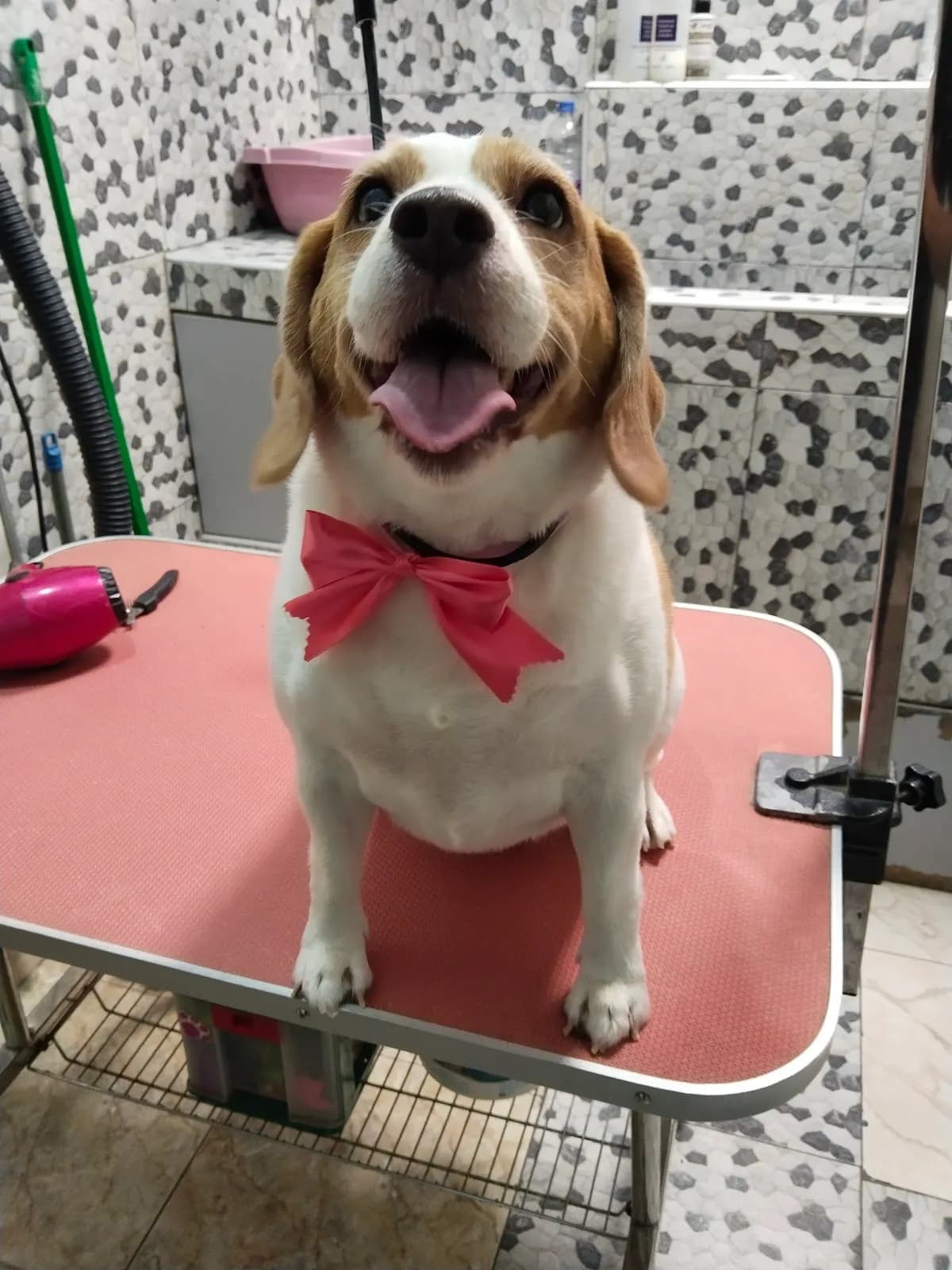 SERVIPETS Veterinaria Chiclayo