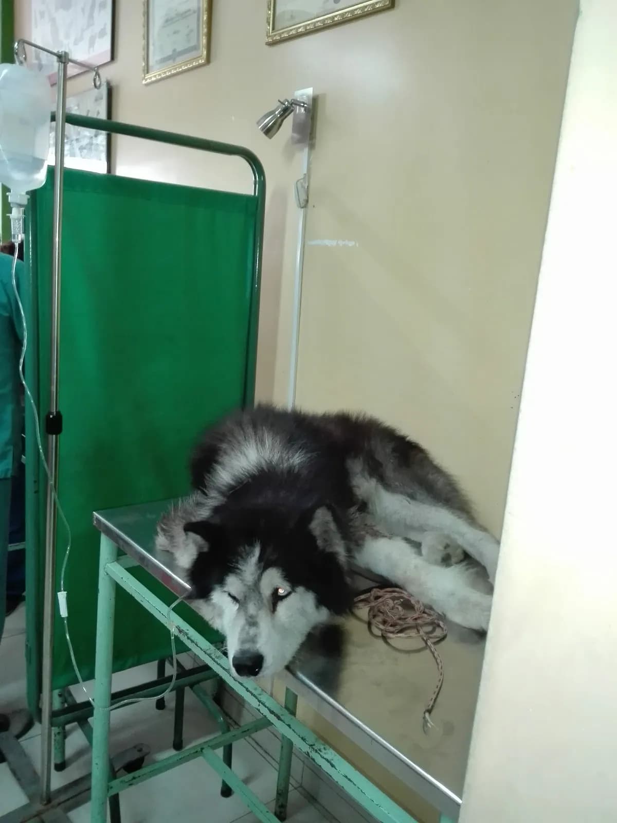 Centro Médico Veterinario San Agustín