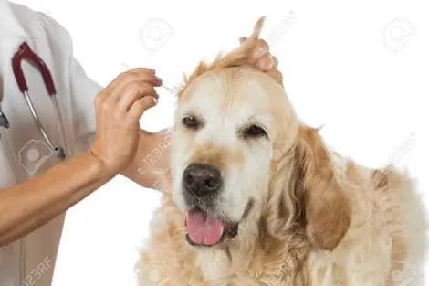 Clinica Veterinaria Fede y Lu