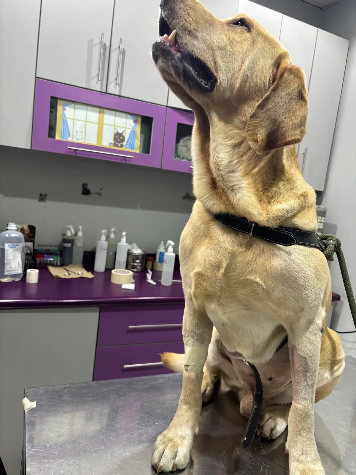 Clinica Veterinaria Animal House