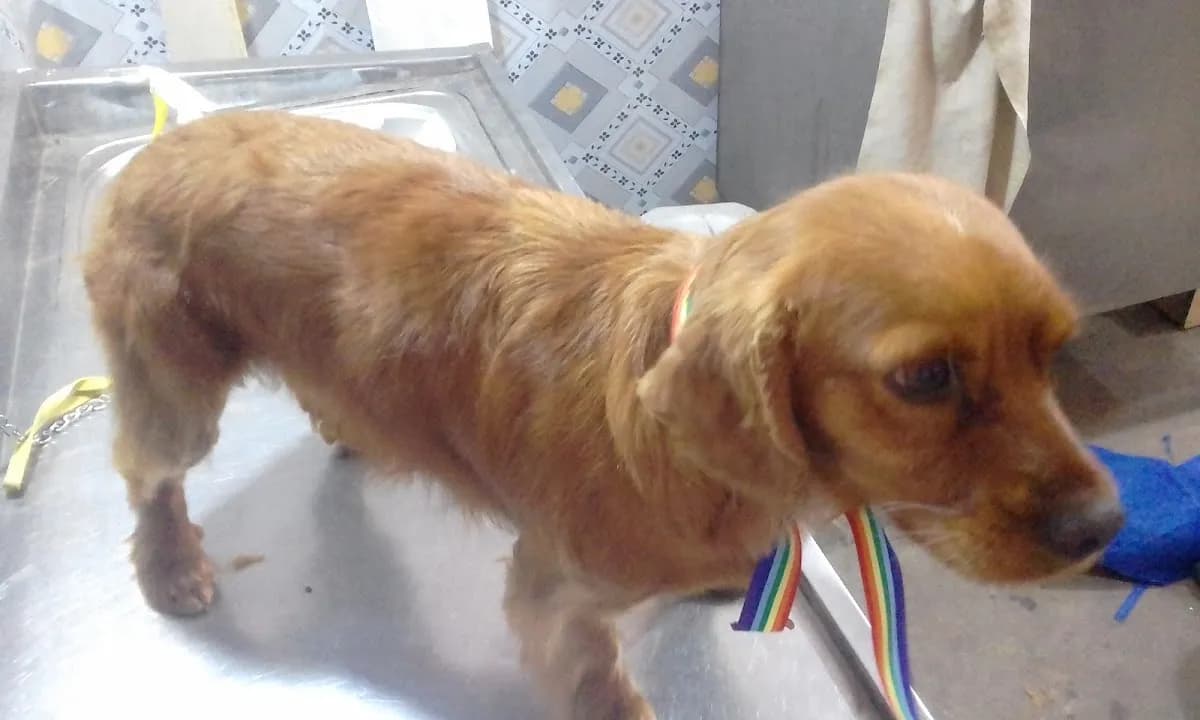 CLINICA VETERINARIA HAPPYDOG