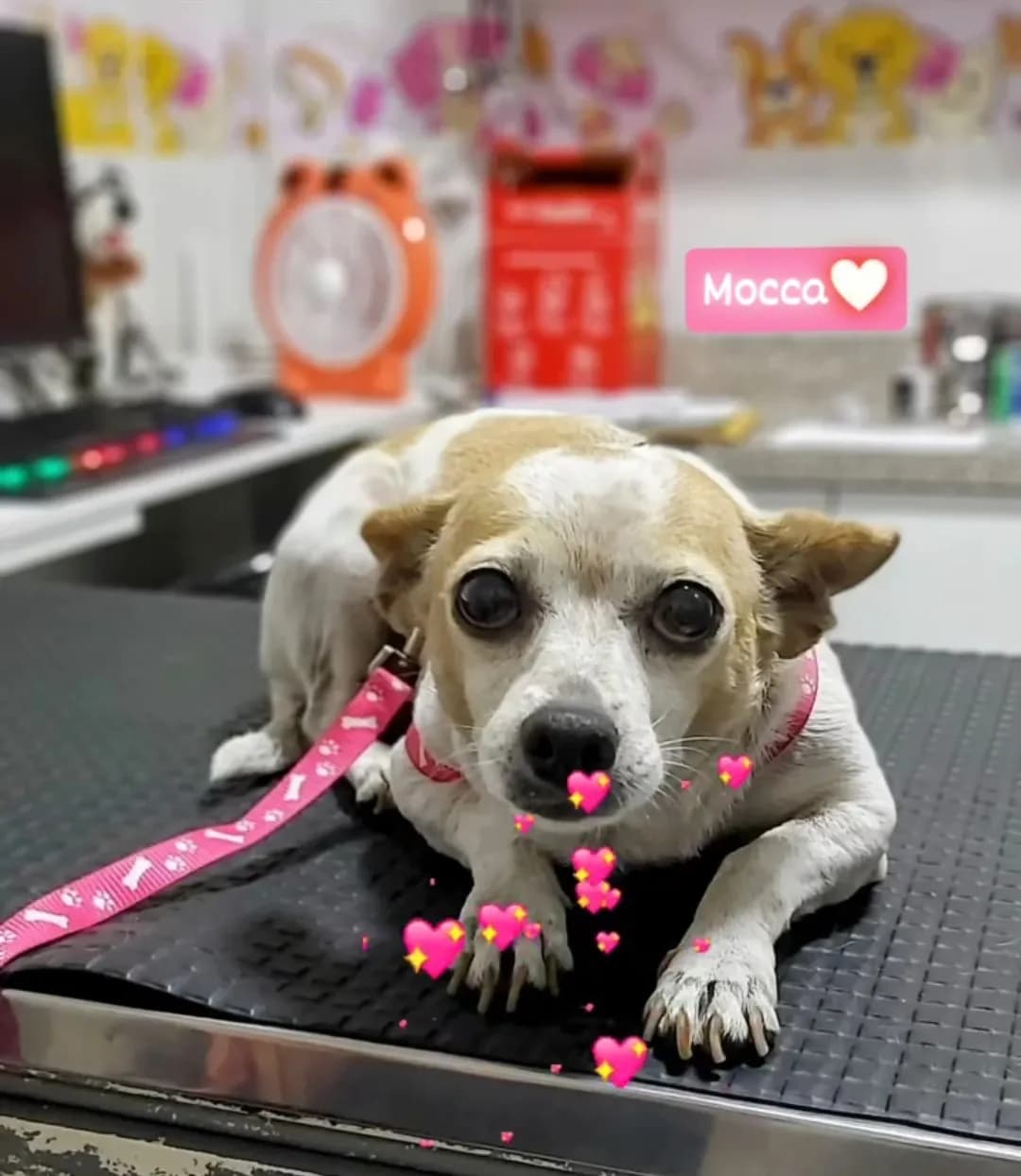 Clínica Veterinaria Esperanza Sede Principal ⭐🐕🐱