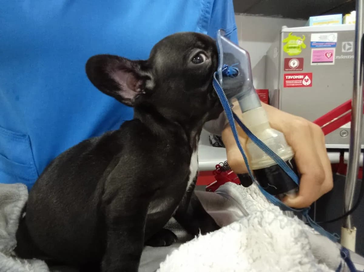 Clínica Veterinaria PET HOME Miraflores