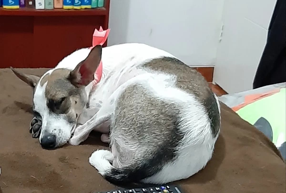 Clínica Veterinaria Ozvet