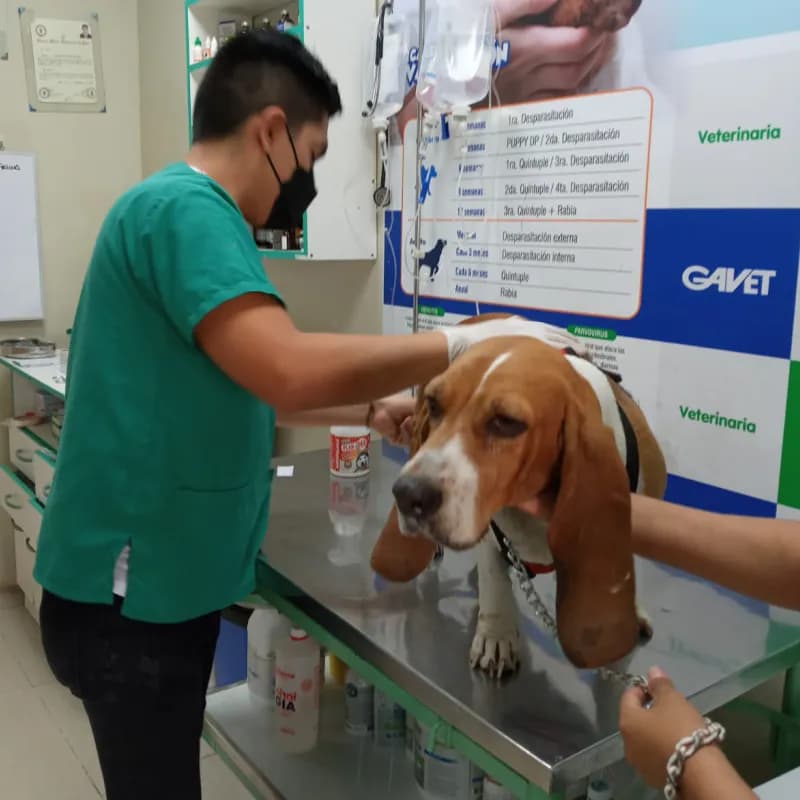 Clínica Veterinaria Gavet - San pedro Carabayllo