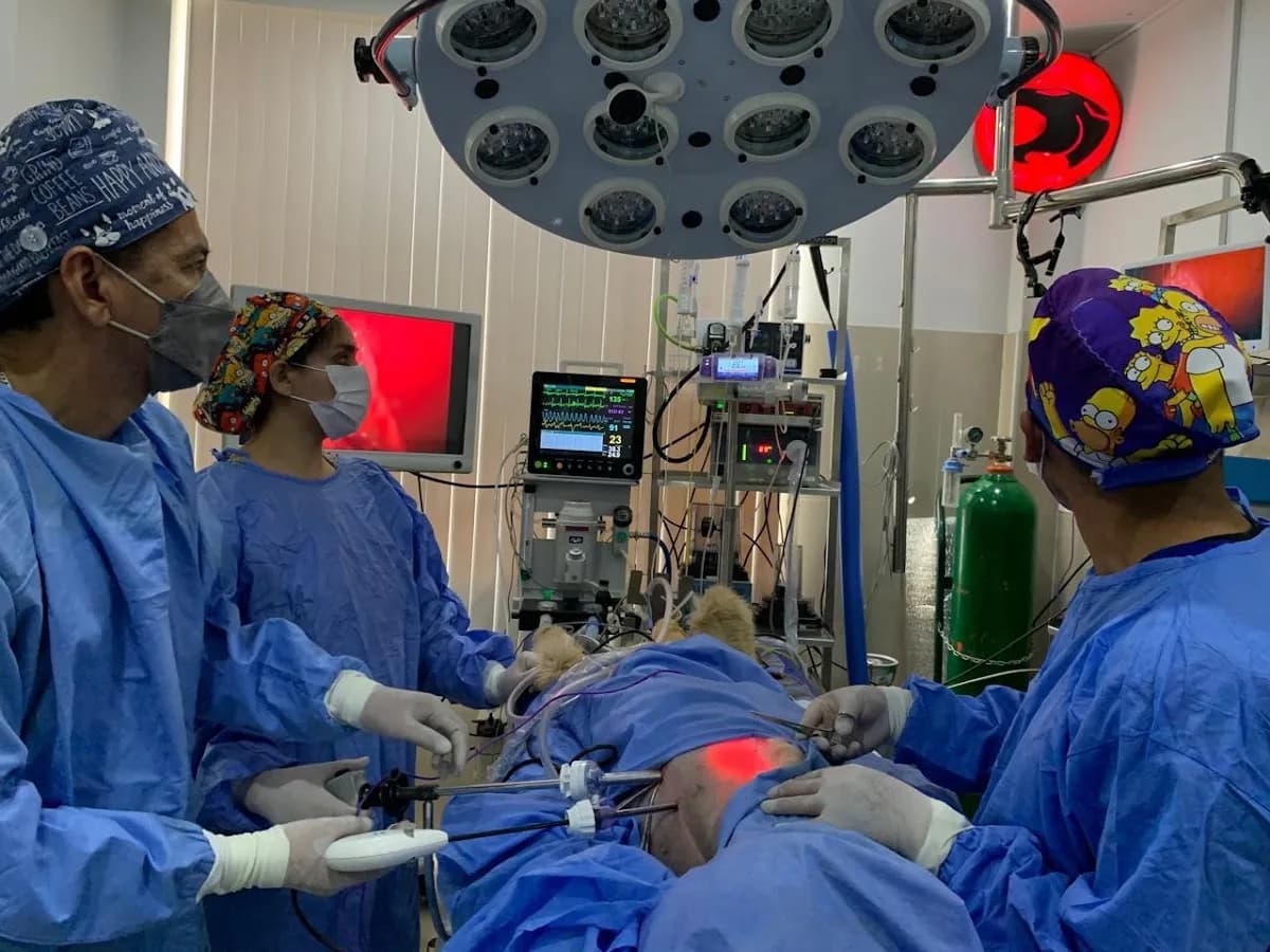 Avant Grand LAPAROSCOPIA Y ENDOSCOPIA VETERINARIA