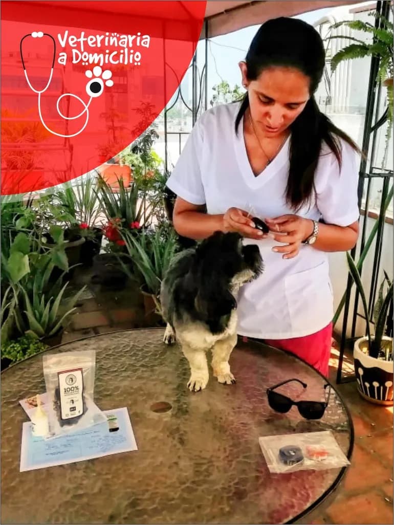 Veterinaria a Domicilio - Dra. Nayla Castro