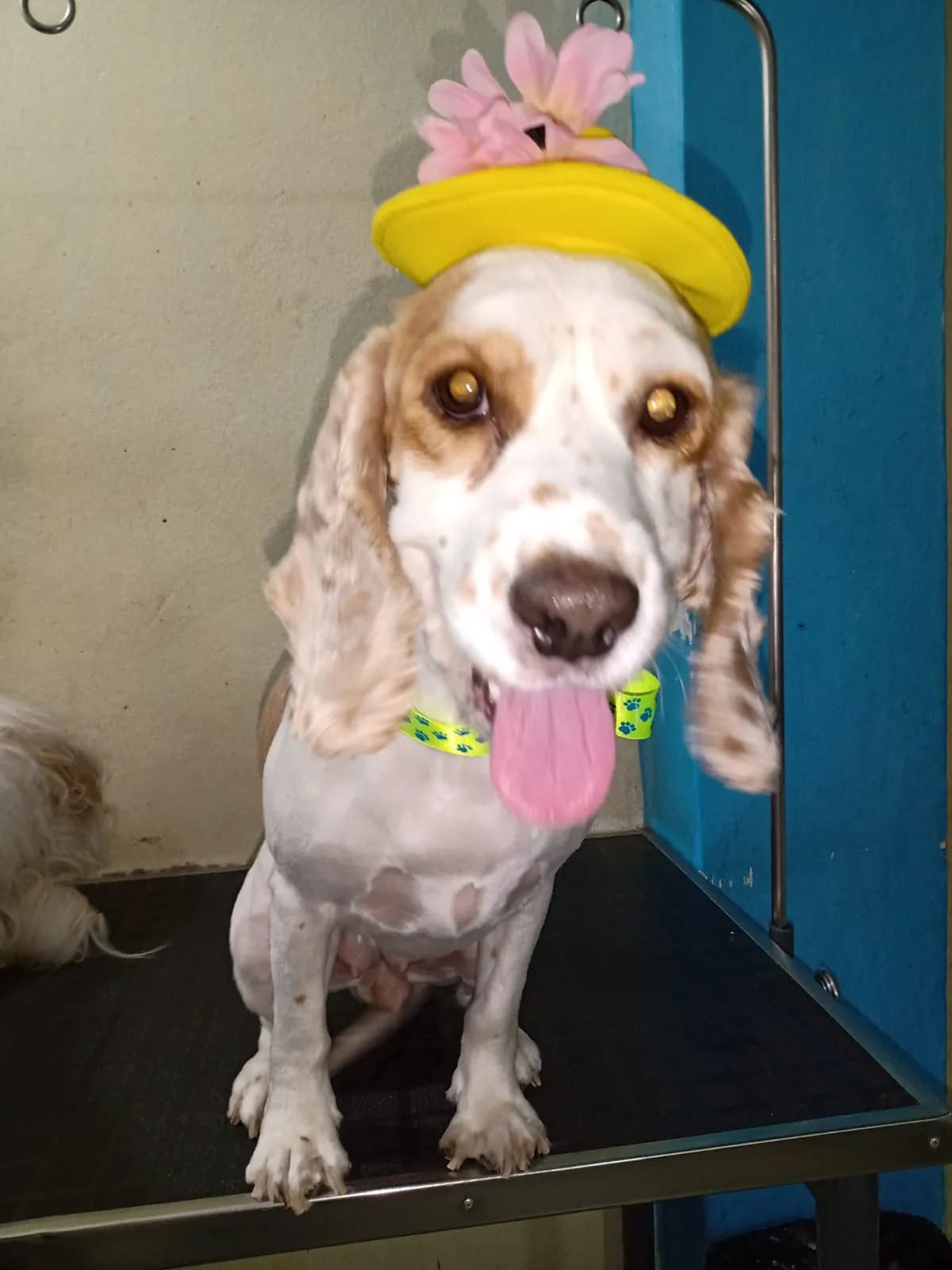 veterinaria mascotas peru