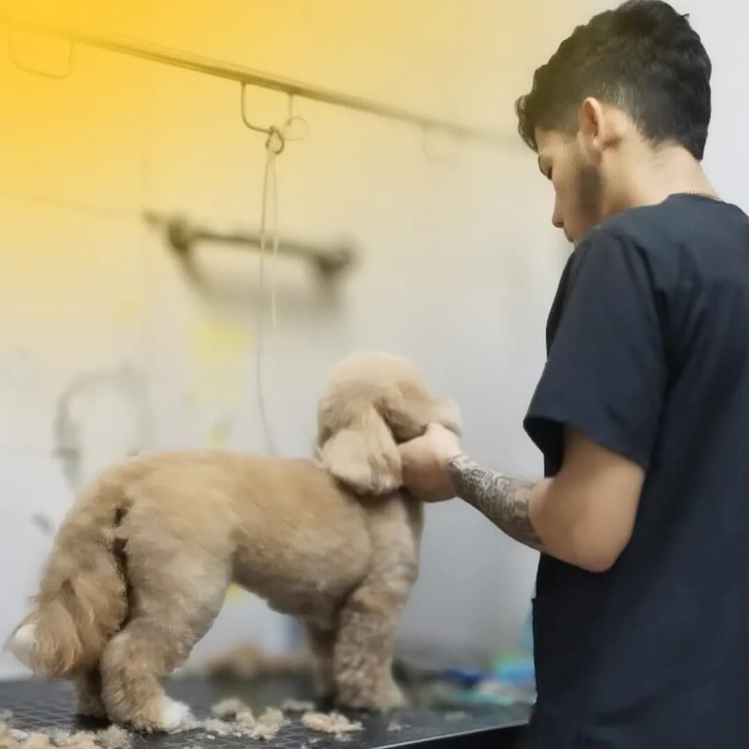 Veterinaria 24 Horas - Vamos Pet Miraflores