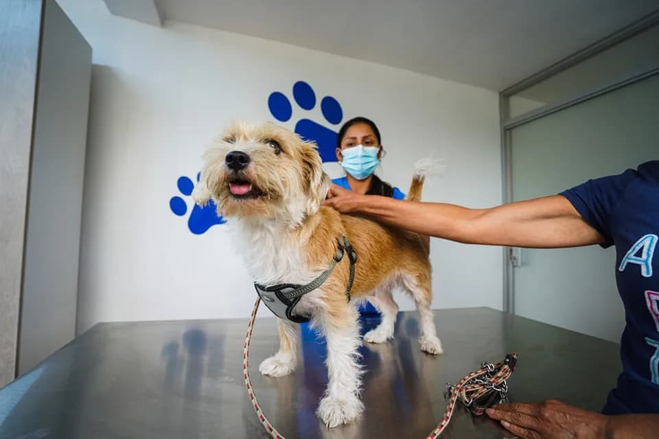 Veterinaria Municipal SurcoPet
