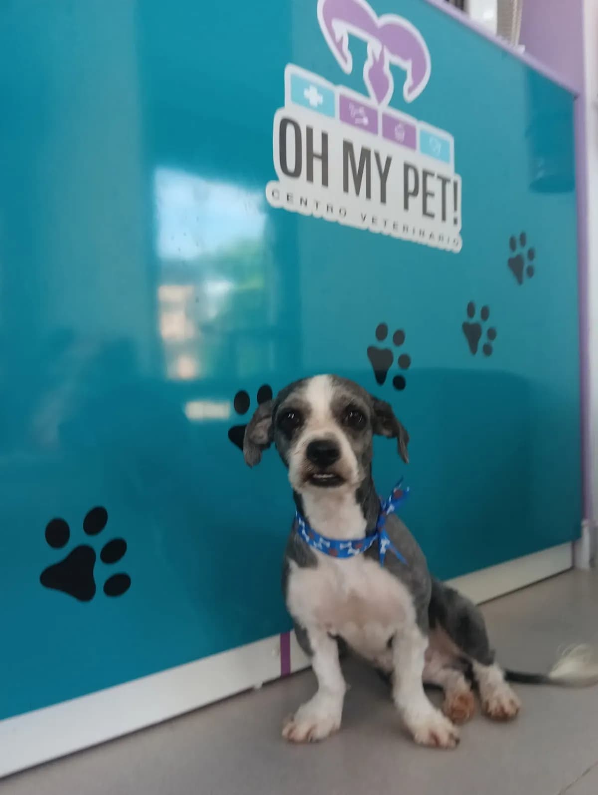 OH MY PET!