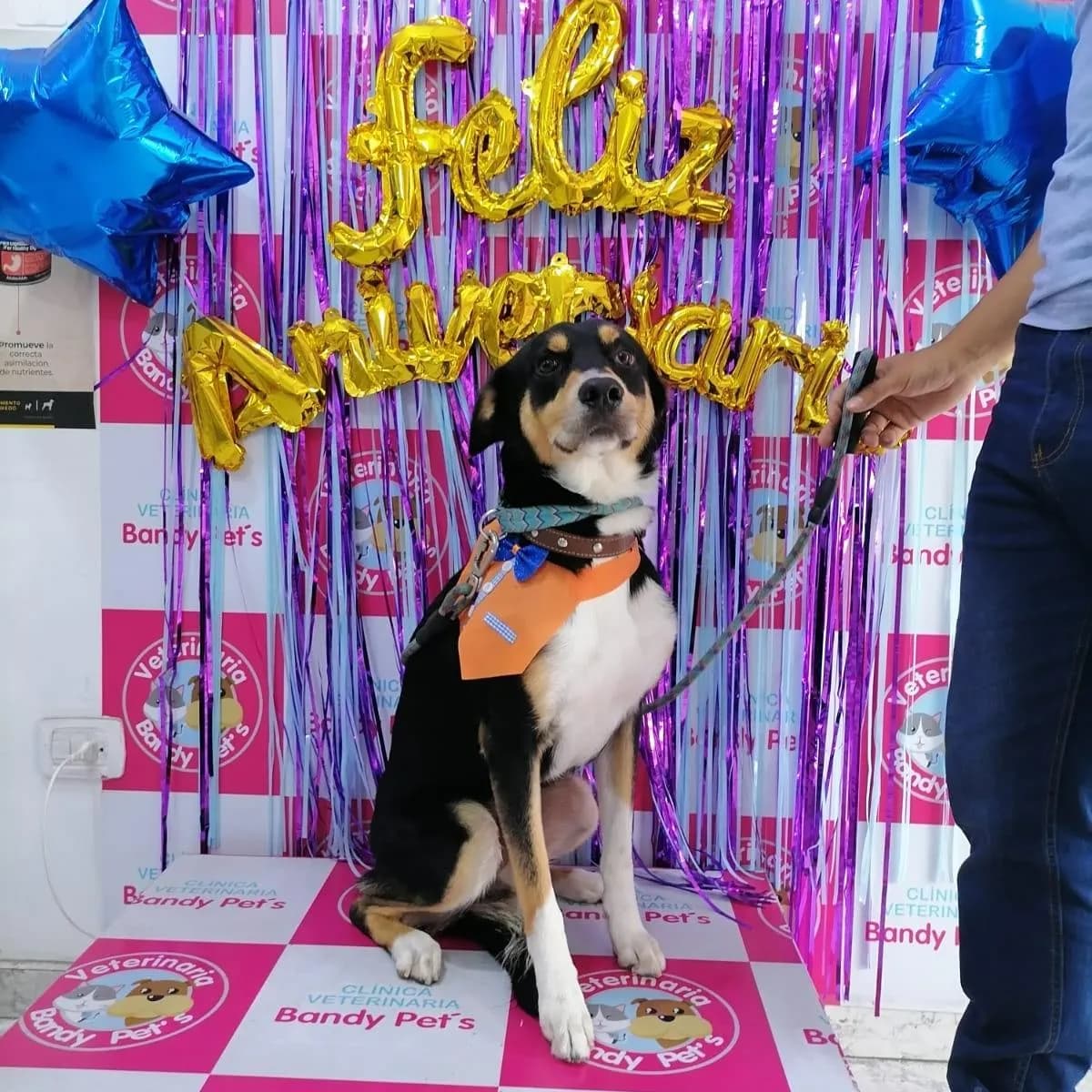 Clínica Veterinaria Bandy Pet's