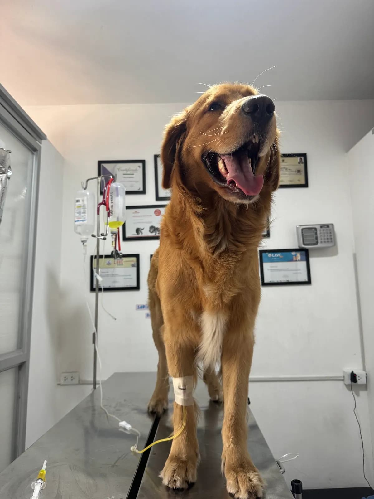 Endovet Perú - Centro de Endocrinología Veterinaria