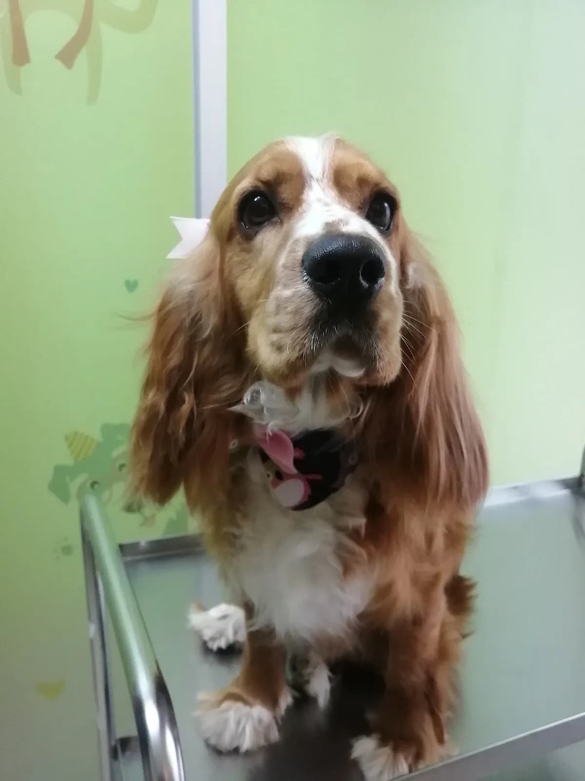 Veterinaria Oasis