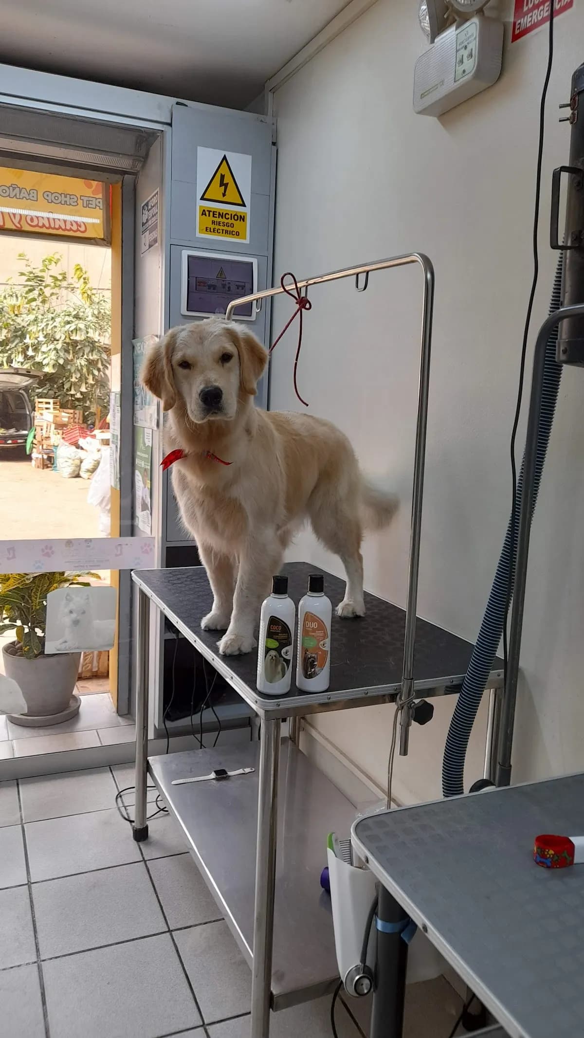 los traviesos pet shop baños y peluqueria