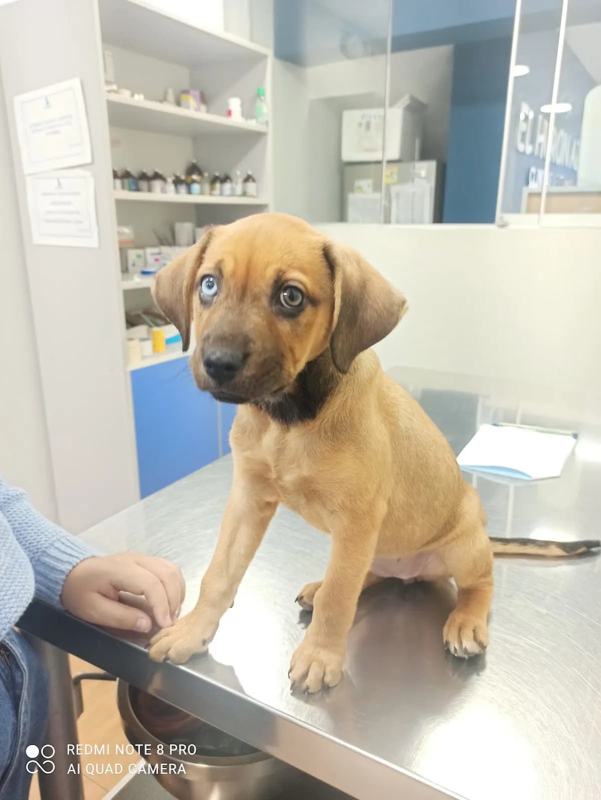 Veterinaria El Huron Azul