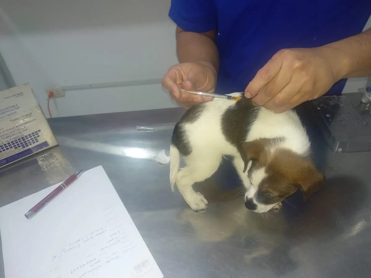 VIP VETERINARIA SAN MARTIN