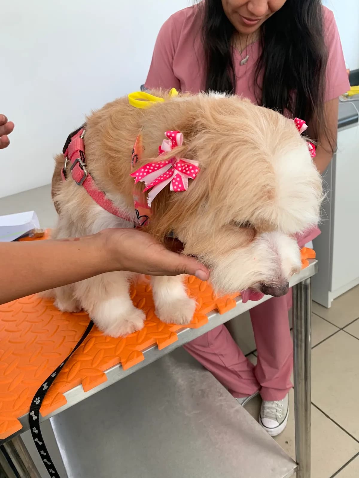 Petsound Centro Veterinario y Spa