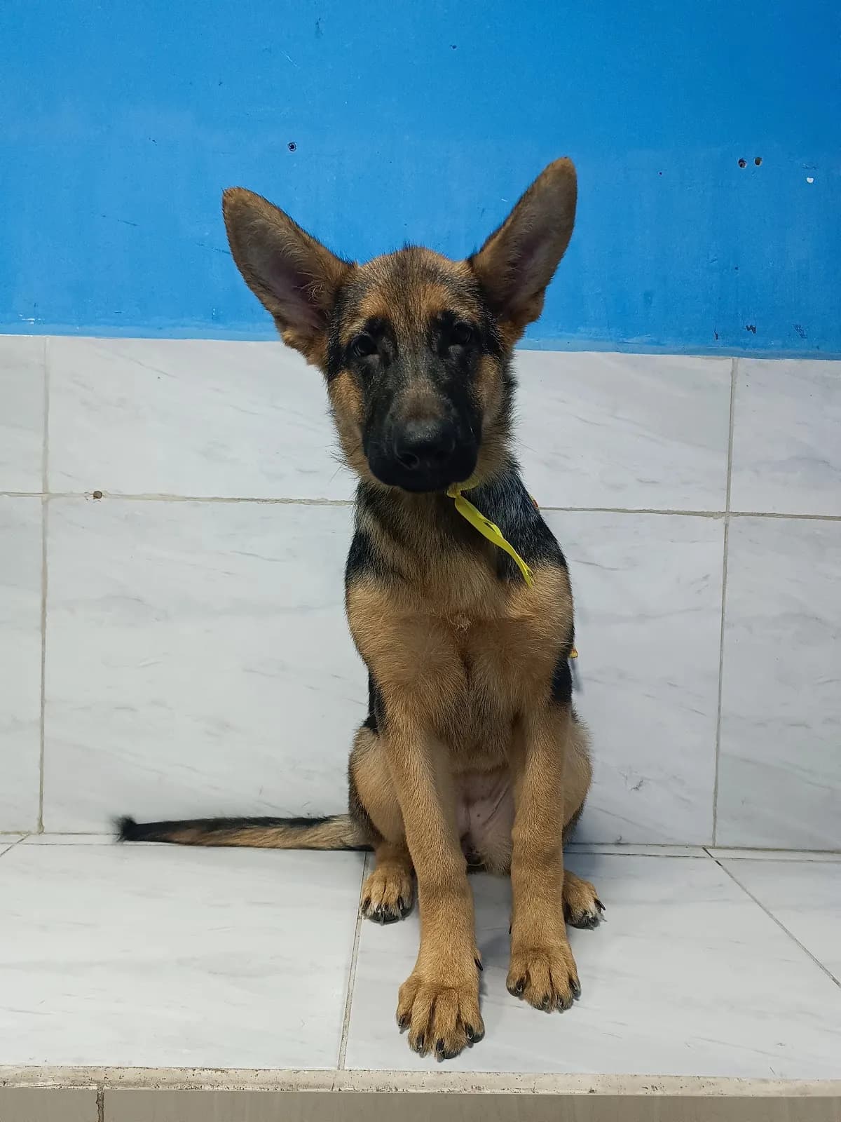 Petty Pet's Clínica Veterinaria & Spa Canino