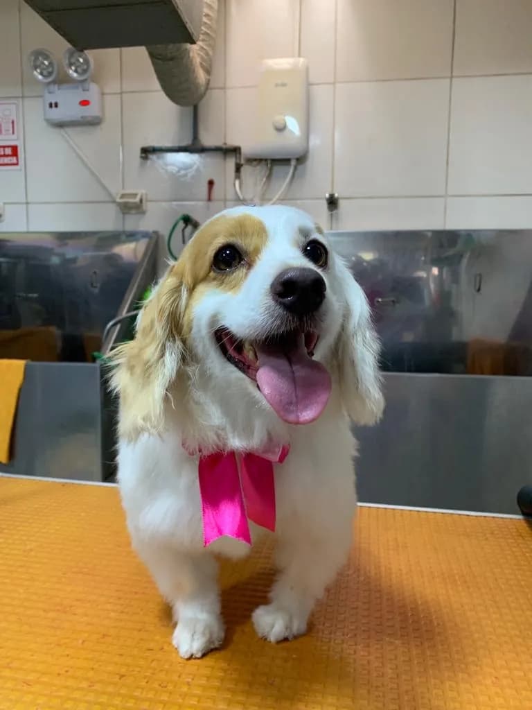 COQUETOS SPA DE MASCOTAS