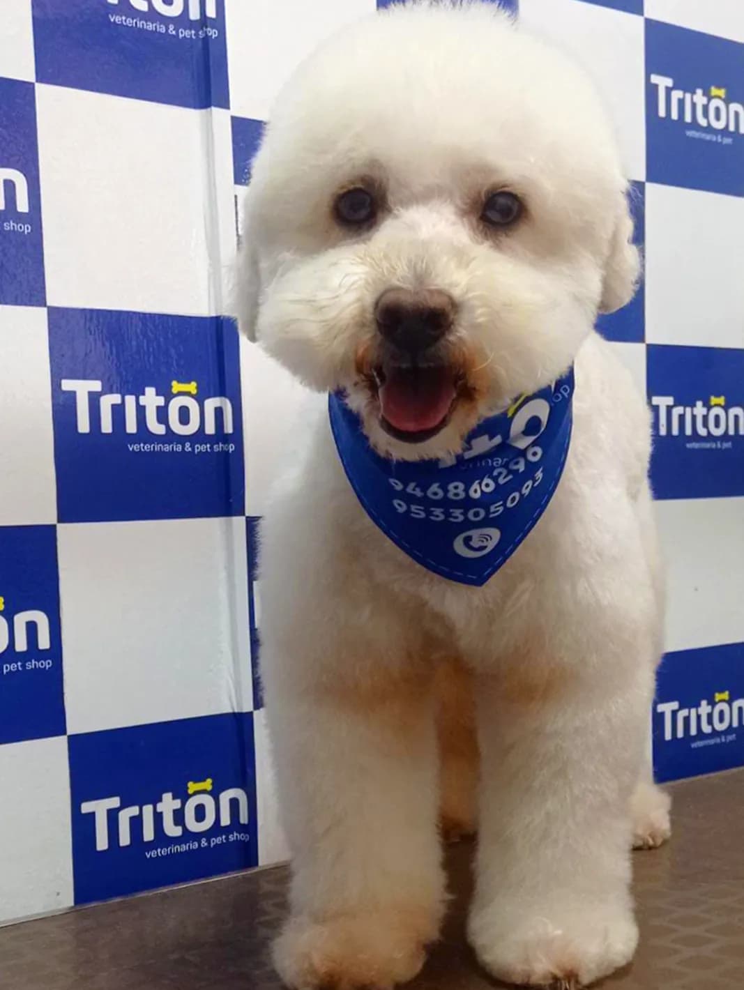 Tritón Veterinaria