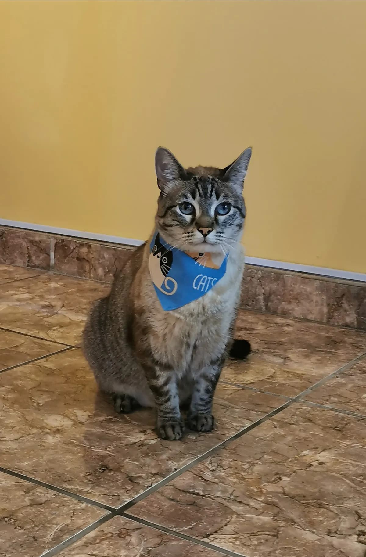 VETIVET Clínica Veterinaria - Emergencias 24 Horas