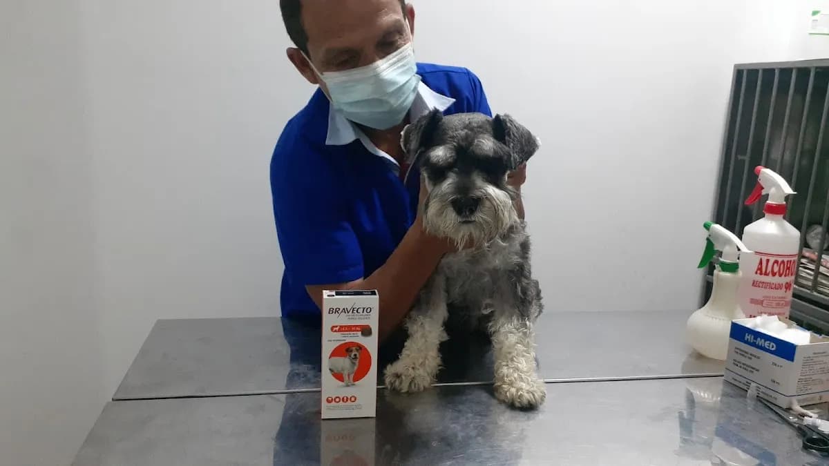 Servicio Médico Veterinario "N & N Bravo"