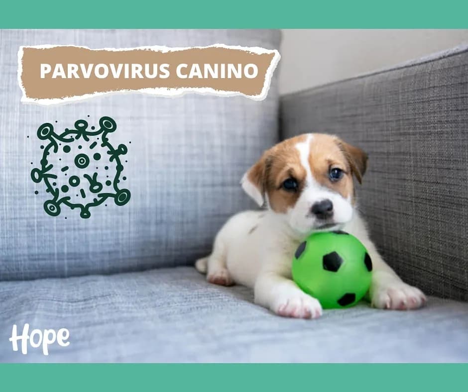 Clínica veterinaria Hope