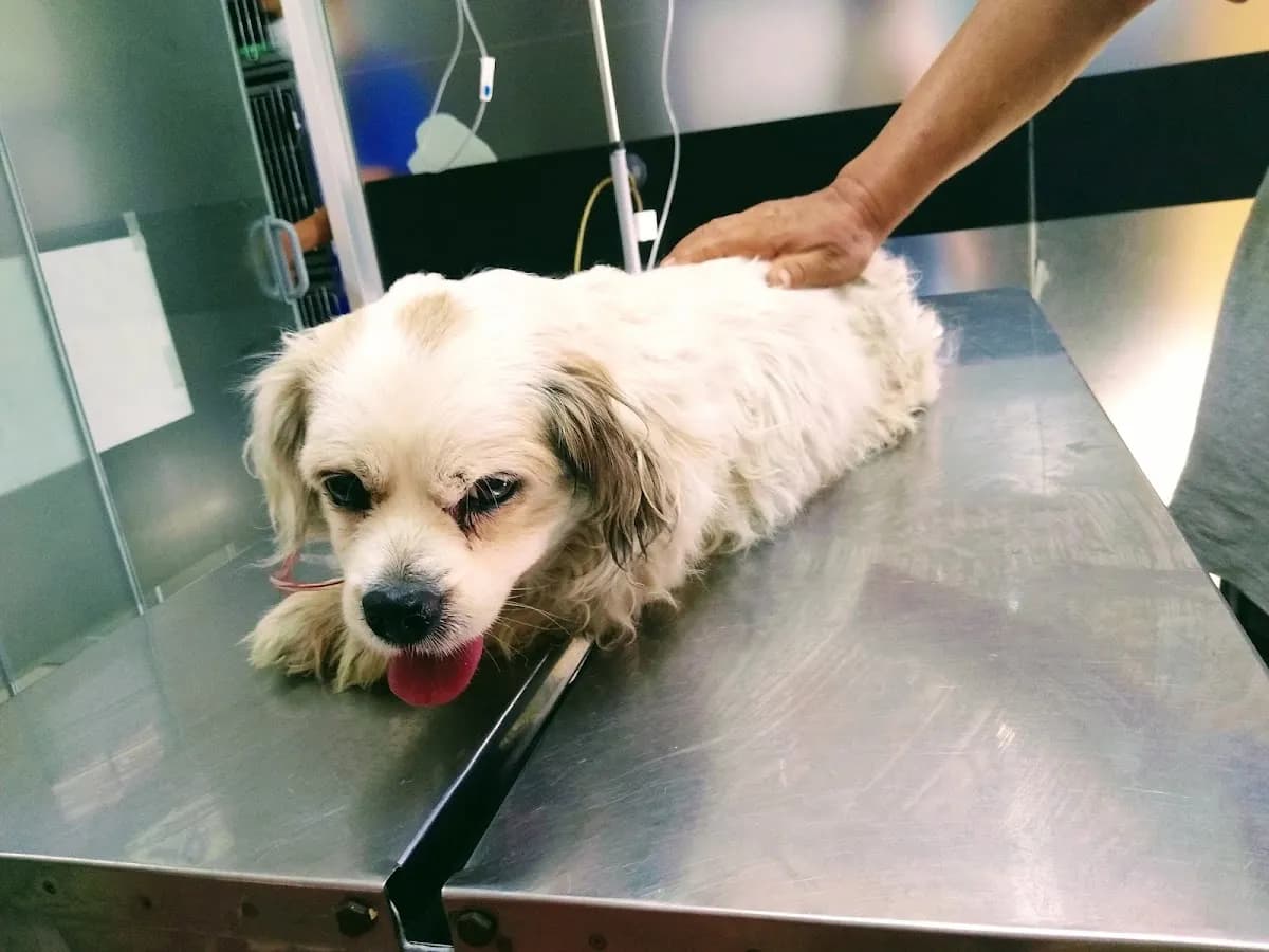 CLINICA VETERINARIA DEL NORTE - ATENCIÓN 24 HORAS