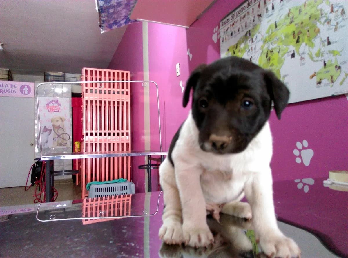 Veterinaria Spa - Pet Shop " Puppy's House"
