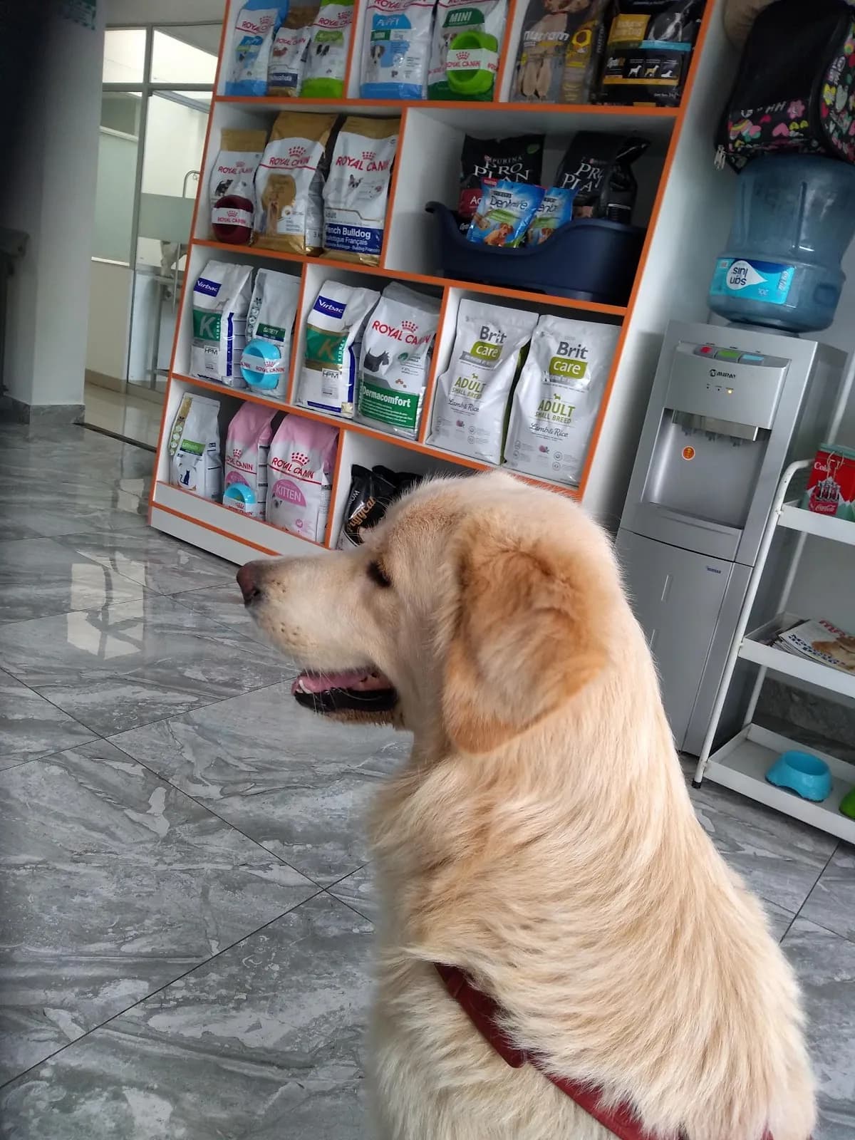 Golden Bark Pets