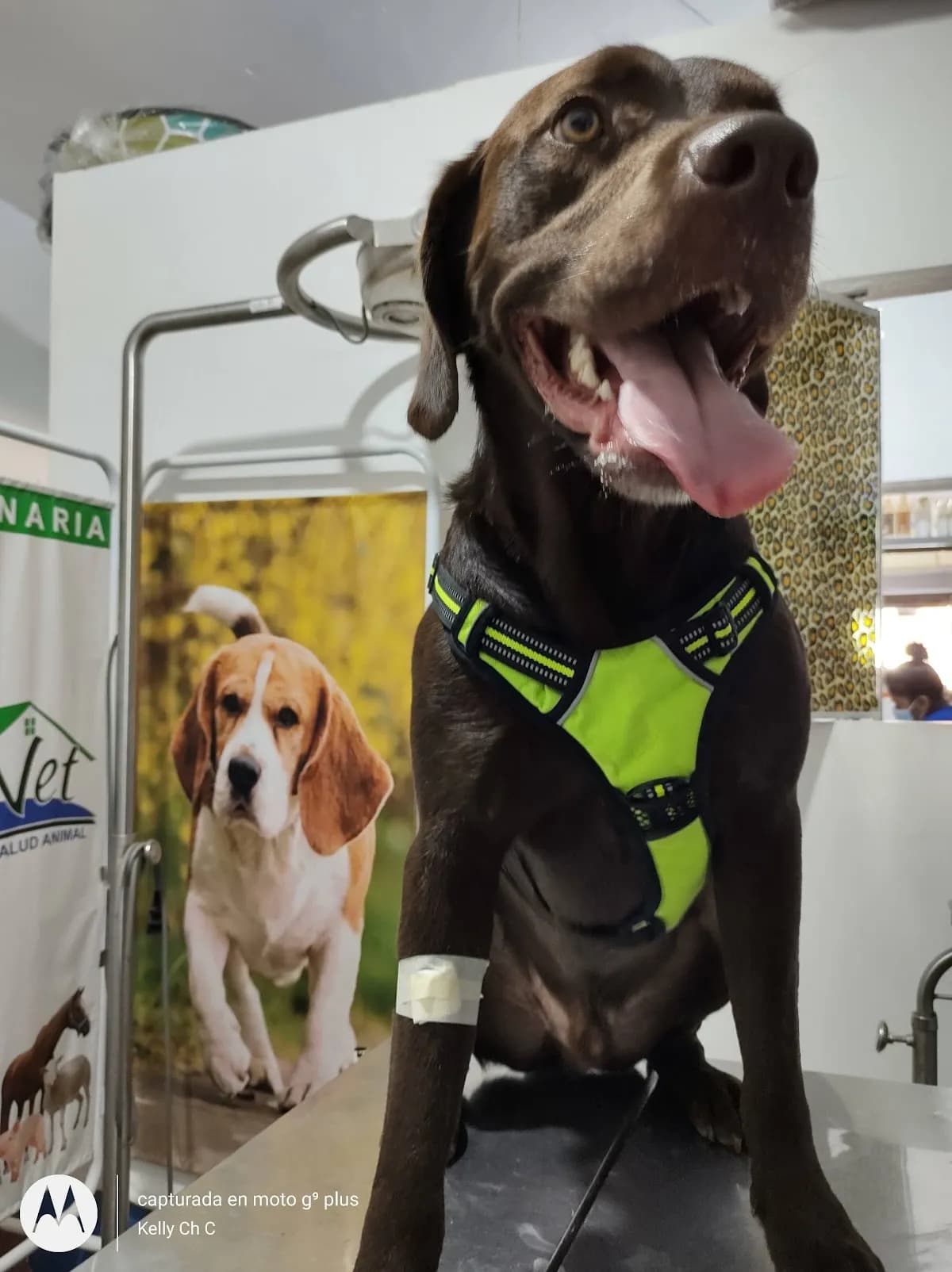 VETERINARIA ZOOVET, BAGUA
