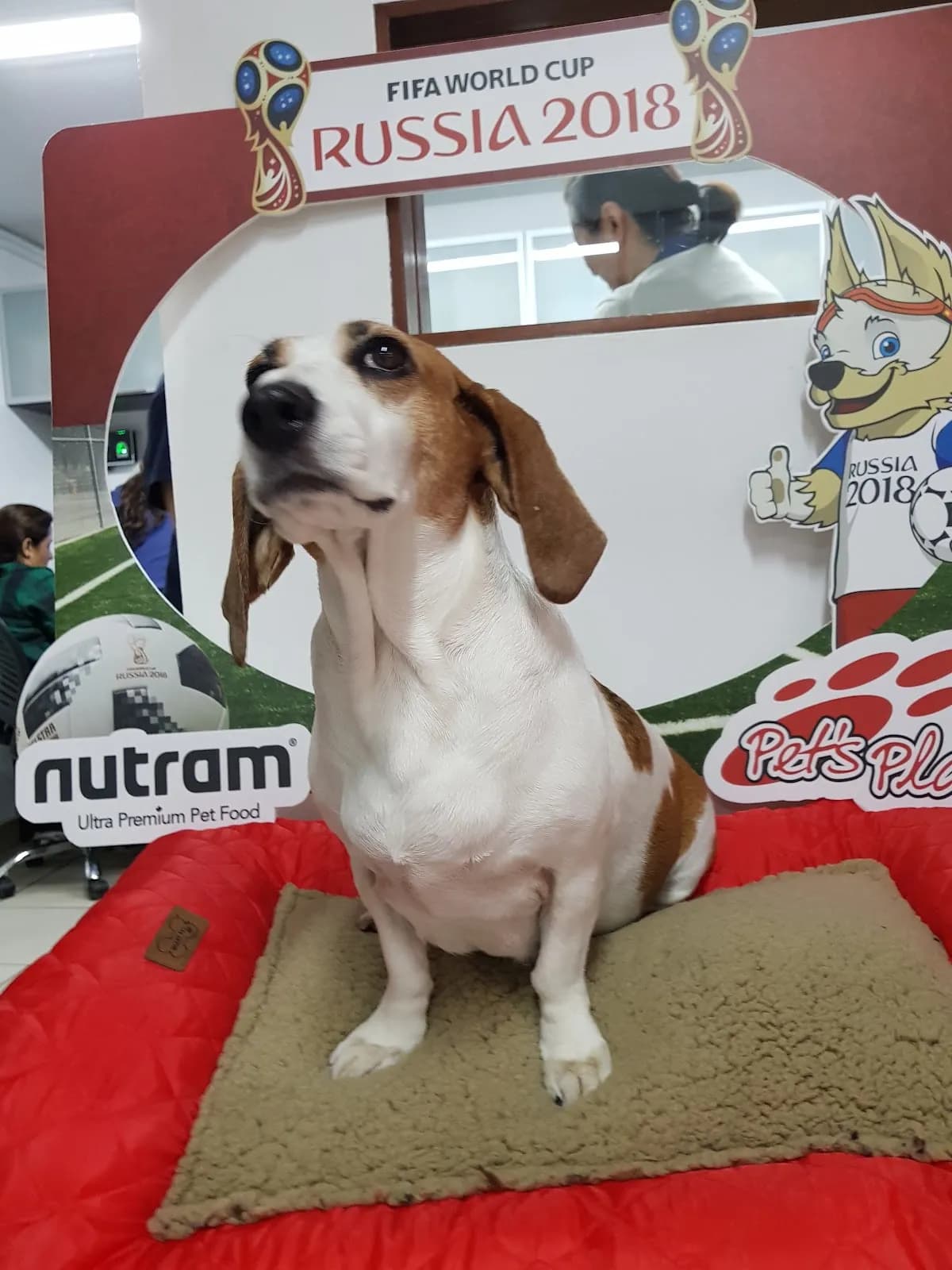 Pets Place La Molina