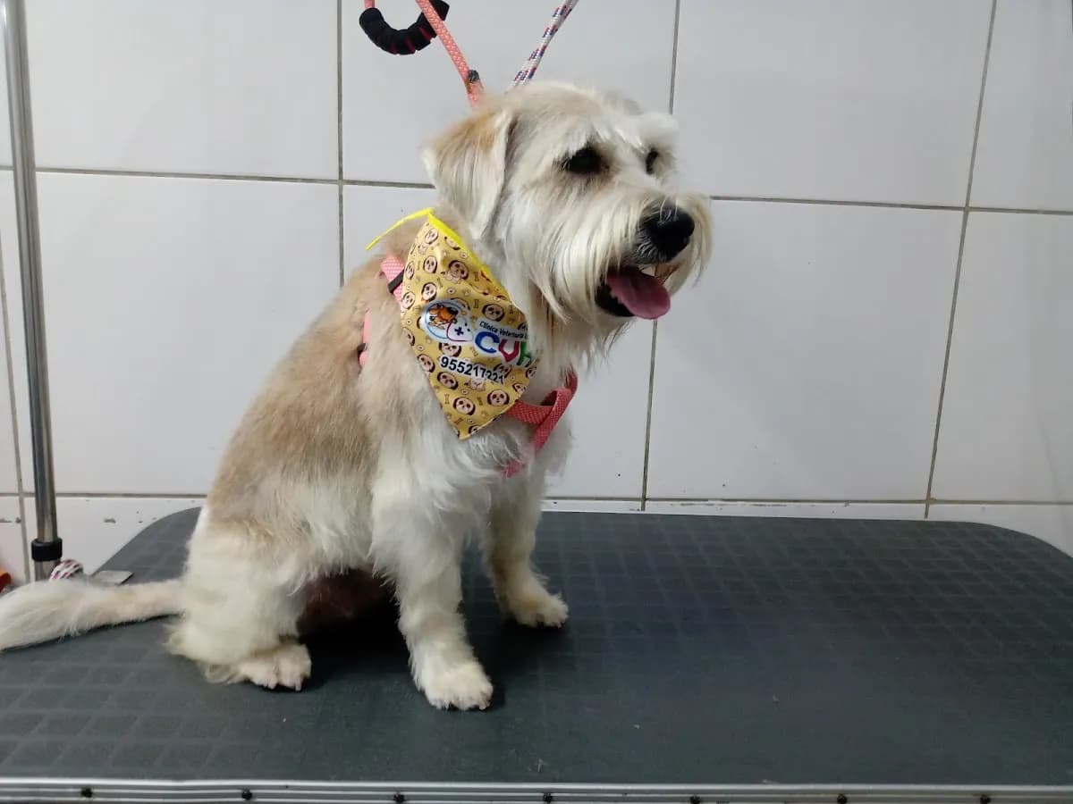 Clínica Veterinaria Habich