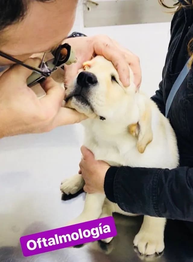 Urgencias veterinarias - entre patas
