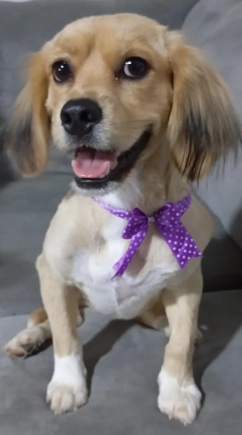Clínica Veterinaria Villapet
