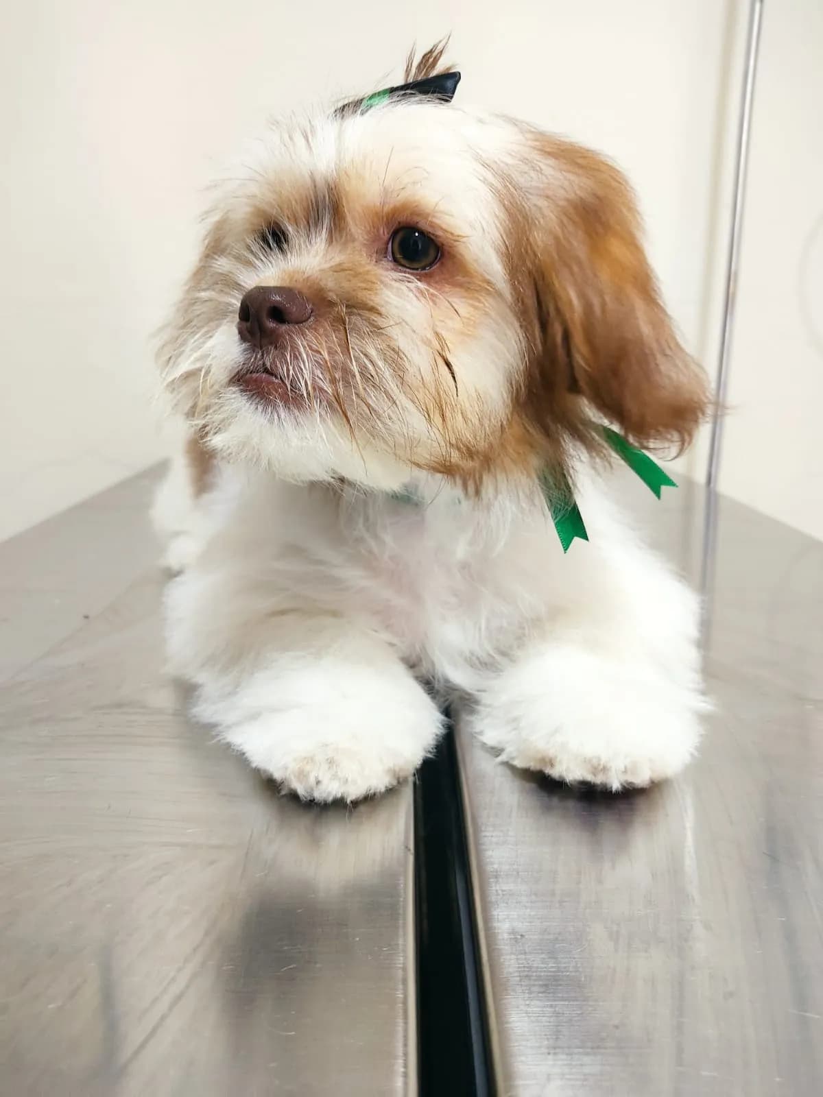Clínica Veterinaria Seprevet