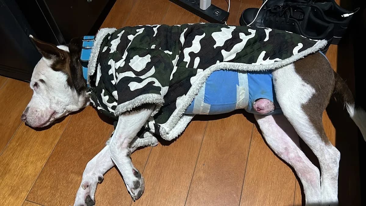 Clínica Veterinaria Afrivet Sede Comas