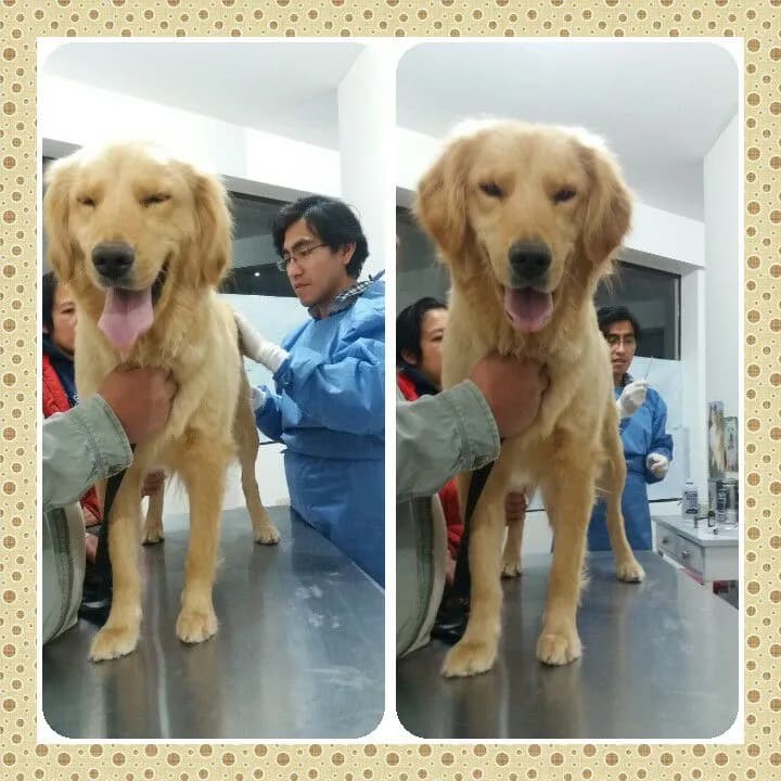 Mr. Vet. Clínica Veterinaria Cusco