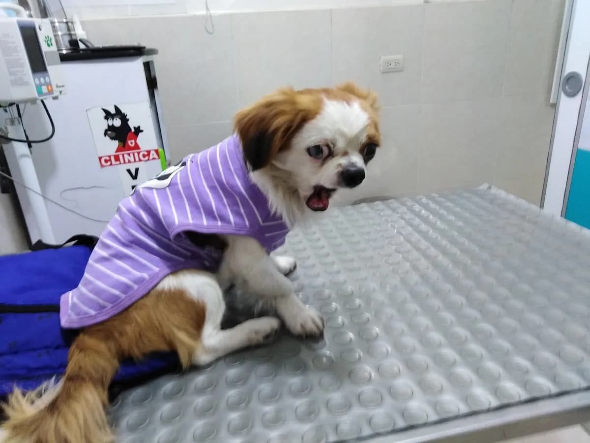 Clínica Veterinaria Lord Pets