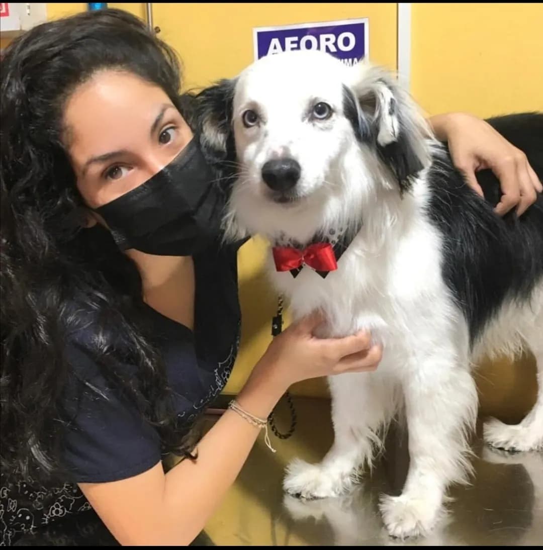 Veterinaria Patas Arriba